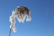 雪花纷飞，诗意盎然，40首描写雪景的优美诗歌