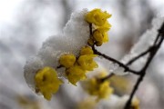 雪中腊梅照片