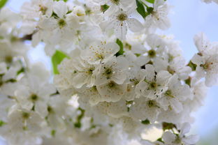 又见花儿开——从春日的花语中寻找艺术灵感